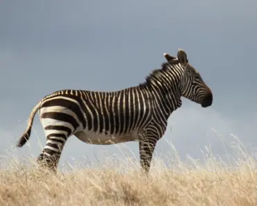 H&M’s $20 Pants Are Behind the Zebra Print Comeback