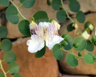 ADVERTISE WITH MOMSKOOP