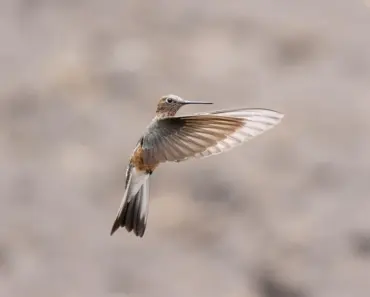How To Make a DIY Hummingbird Swing