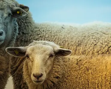 Aries and Pisces Compatibility Guide: 7 Surprising Traits to Make or Break the…