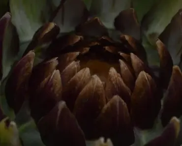 Annuals, Perennials, Shrubs, Trees & More: Our Complete Guide To Growing Flowers