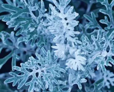 Ciara Miller Breaks Down the Shocking Reason She Cried at Hermès Amid Amanda and West’s…