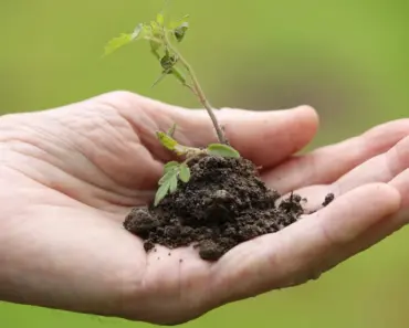 3 Vegetable Companion Planting Myths Plus, 3 Pairs That Work