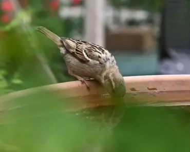 DIY Teacup And Saucer Birdbath Birds Will Love