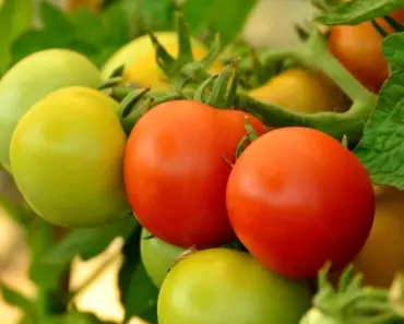 How To Use Eggshells On Tomato Plants: The Secret To Bigger Yields & Preventing Disease
