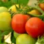 How To Use Eggshells On Tomato Plants: The Secret To Bigger Yields & Preventing Disease
