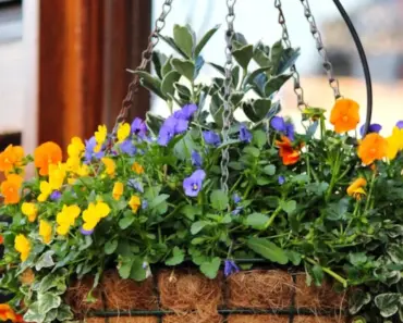 7 Magic Ingredients to Make Hanging Baskets a Low Maintenance Delight
