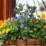 7 Magic Ingredients to Make Hanging Baskets a Low Maintenance Delight