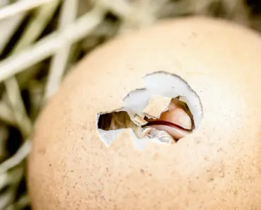 Discover the Secret Symbols Behind Your Birth Month Animal: 11 Hidden Meanings