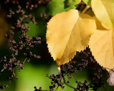 7 Surprising Reasons Your Hydrangea Leaves Are Turning Yellow and How to Ditch Rusty…