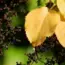 7 Surprising Reasons Your Hydrangea Leaves Are Turning Yellow and How to Ditch Rusty…
