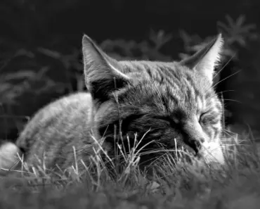 The One Nap Wonder: When Do Babies Drop to One Nap?