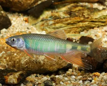 Unlocking Aries and Pisces Love: 13 Surprising Secrets to Make Your Relationship Work