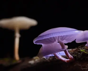 Add A Touch Of Whimsy To Your Yard With This Bundt Pan Mushroom DIY
