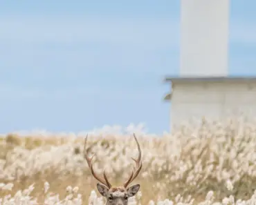 Do Dryer Sheets Really Work To Keep Deer Away From Your Garden?