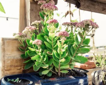 From Easy DIYs to Kits