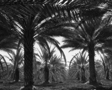 Karol G’s Coachella Style: 7 Unforgettable Moments That Proved It Was More Than a Fashion…