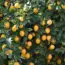 3 Essential April Tasks for Lemon Trees to Boost Fruit Production