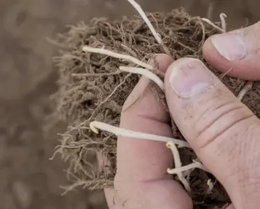 7 Essential Steps to Grow Massive Potatoes: The Ultimate Complete Care Guide