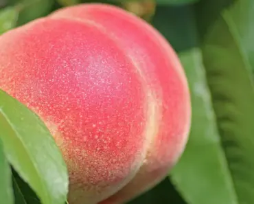 Fresh Peach Mousse Recipe