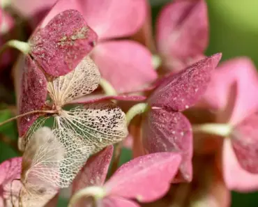13 Reasons Why Your Hydrangea Leaves Are Turning Yellow and How to Ditch Rusty Water for…
