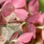 13 Reasons Why Your Hydrangea Leaves Are Turning Yellow and How to Ditch Rusty Water for…