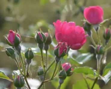 7 Climbing Roses That Bloom All Summer – For Lasting Beauty