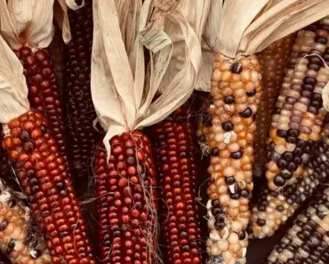 The Ministry of Del Taco on Thanksgiving