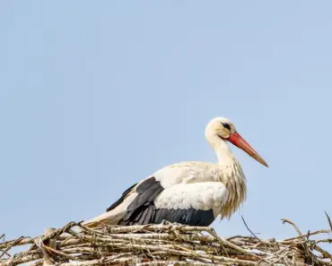 What To Do If You Find A Tick Nest In Your Yard