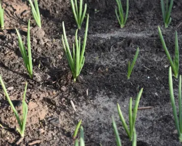 “13 Fresh Ways to Grab Your Basket Bags with the Coolest Peasant Tops for Spring 2026”
