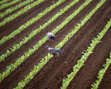 Explore Our Complete Guide To Growing Vegetables