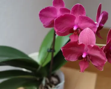 What to Do With Orchids in April – Easy Spring Reset