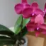 What to Do With Orchids in April – Easy Spring Reset
