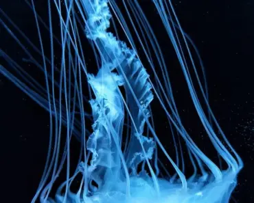 Adorable Jellyfish Craft & Fun Facts For Kids