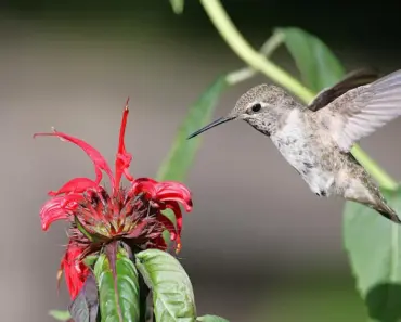 7 Native Plants For Hummingbirds For Low Maintenance Blooms