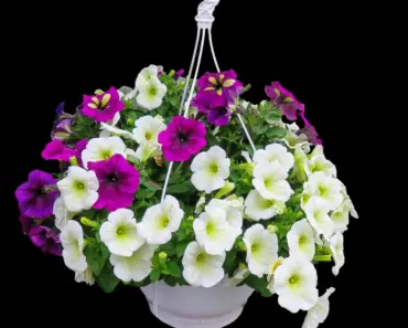 7 Magic Ingredients to Make Hanging Baskets Thrive with Zero Maintenance