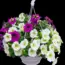 7 Magic Ingredients to Make Hanging Baskets Thrive with Zero Maintenance