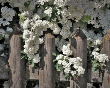 Be Bold & Prune These 8 Evergreen Shrubs in April