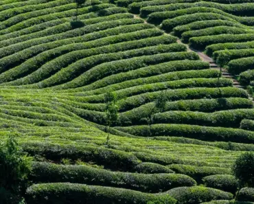 Green Tea Shot – A Beautiful Mess