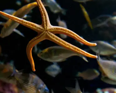 Meet the Dazzling Dancing with the Stars Season 35 Cast: 9 Celebrities Stepping into the…