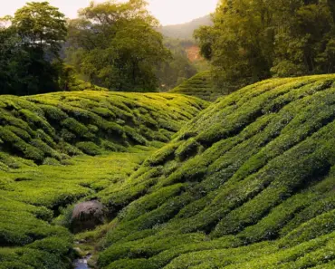 7 Surprising Facts About Phoebe Dynevor’s Fiancé Cameron Fuller