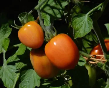 Discover the Exact Right Tomato to Grow in Your Garden Space