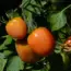 Discover the Exact Right Tomato to Grow in Your Garden Space