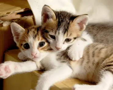 “Nourish Their Soul: 9 Meals to Bring to Friends Who Need a Boost”