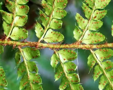Border Beauties to Propagate in April
